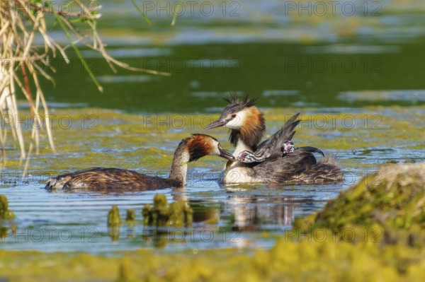 Great crested grebe family with chicks, two adults swimming close to each other, Great crested