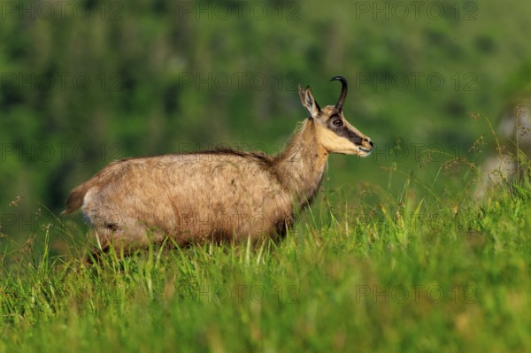 A chamois stands attentively on a green meadow, chamois, chamois, (Rupicapra rupicaprae), wildlife,