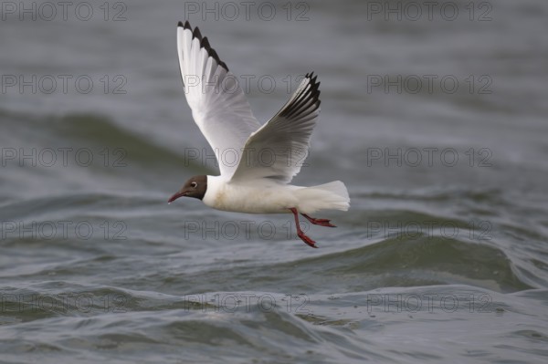 Black-headed gull (Chroicocephalus ridibundus) in summer plumage, flying above the sea surface,