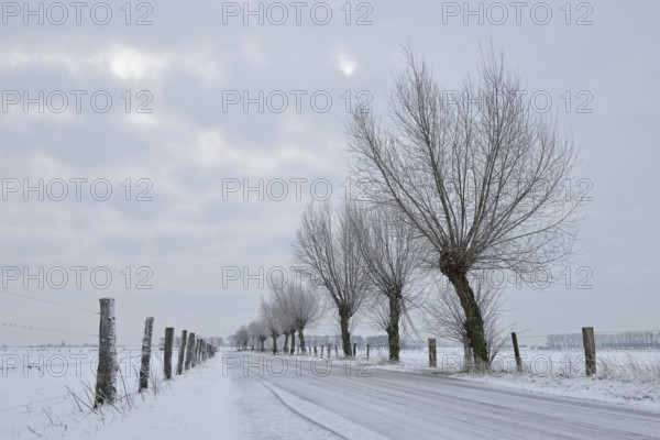 Pollarded trees (Salix sp.) along a small icy road on Bislicher Insel in snow and black ice,