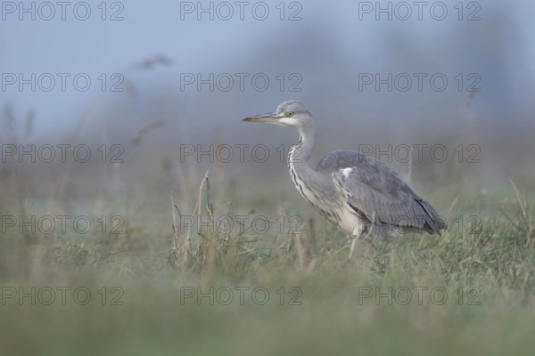 Grey heron (Ardea cinerea) hunting through a high, wet meadow, typical habitat, gentle, soft