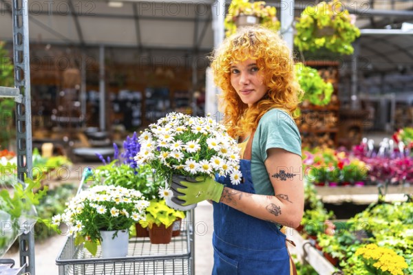 Redhead gardener woman holding a pot with white daisies in a greenhouse, gardening, small business