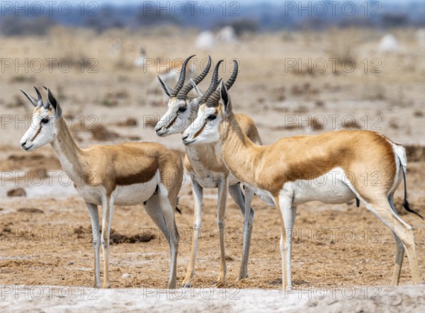 Springbok (Antidorcas marsupialis), three springboks at a waterhole, Nxai Pan National Park,