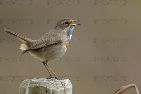 Gifted singer... Bluethroat (Luscinia svecica), rare native, particularly beautiful songbird,