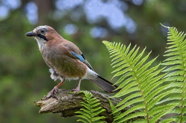 Eurasian jay, European jay (Garrulus glandarius, Corvus glandarius) perched on tree branch with