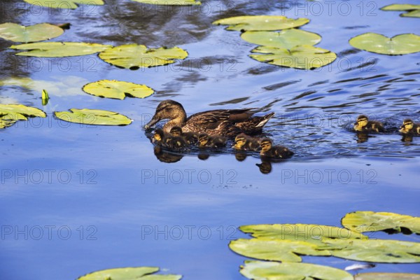 Mallard duck with chicks, swimming on a pond, lily pads, Dune Island, Heligoland,