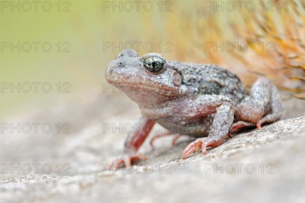 Predominantly nocturnal... Northern midwife toad (Alytes obstetricans) perfectly camouflaged,