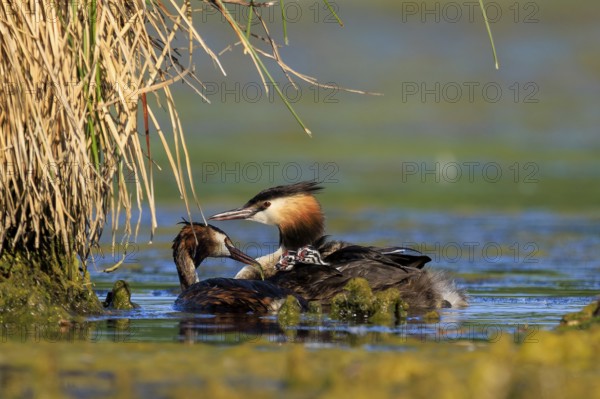 A great crested grebe lovingly cares for another bird at the water's edge in the reeds, Great