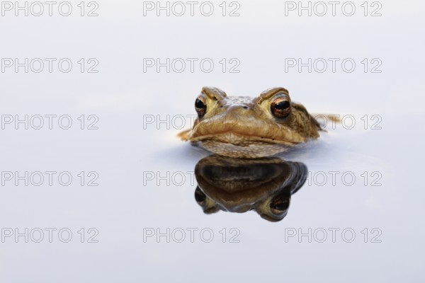 Patient toad... Common toad (Bufo bufo), male common toad patiently waiting for a female during the