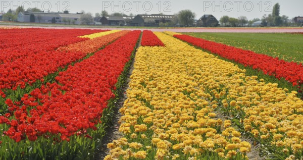 Colourful tulip fields are a tourist attraction in the Netherlands during the tulip blossom season,