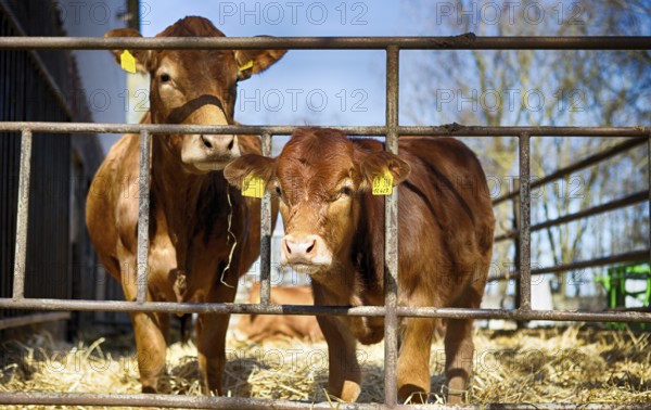 Cow with her calf in a barn in Schleswig Holstein, 2019