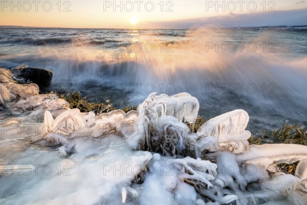 Frozen coast at sunrise with breaking waves and ice-covered plants, Hörnle, Constance, Lake