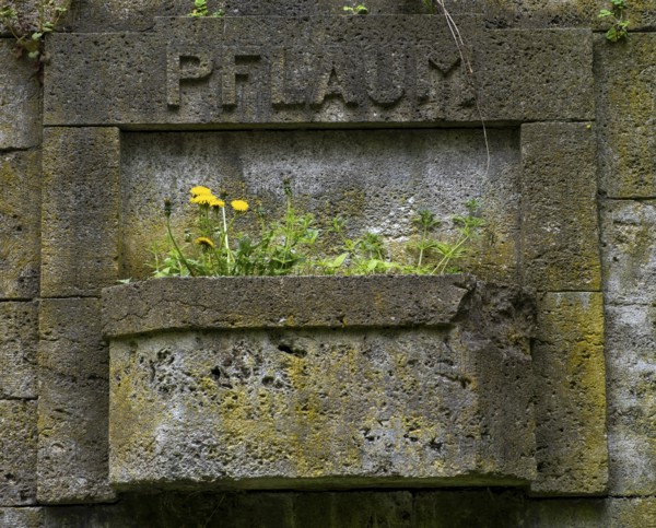 Germany, Berlin, 09.04.2024, Weißensee Jewish Cemetery, tree trunk, Pflaum gravesite, dandelion,