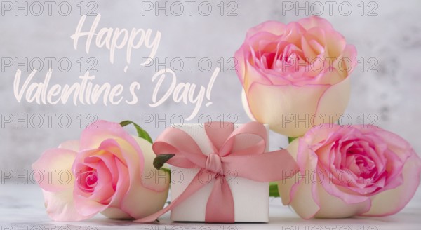 Gift box with tied ribbon bow pink roses. Greeting card background. Present for springtime holidays