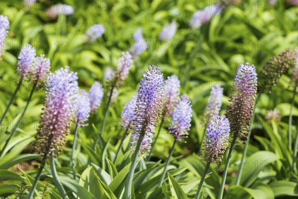 Blauer Ingwer, Dichorisandra thyrsiflora. Brasilien, Madeira, Funchal, Blue ginger, Flower of the