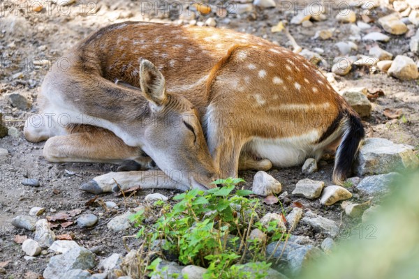 A young deer lies peacefully on the ground, surrounded by stones and plants, Straubing Zoo, . Lower