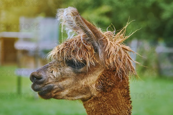 Portrait of Alpaca (Vicugna Pacos) against Green Background Bolsternang, Germany, Europe