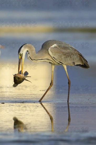 Grey grey heron (Ardea cinerea), foraging, prey, fish, boat trip, Tiszaalpár, Kiskunsági National