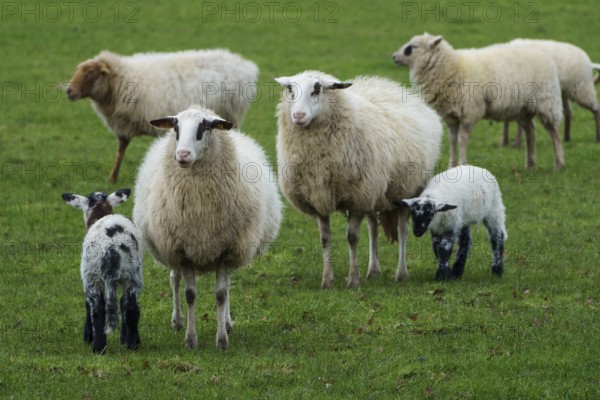 Group of sheep and lambs on a green meadow, sheep with small lambs on a green meadow, borke,