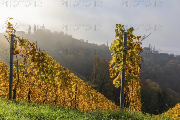 Autumn atmosphere, forest with foliage colouring, morning light over a vineyard, early morning mist