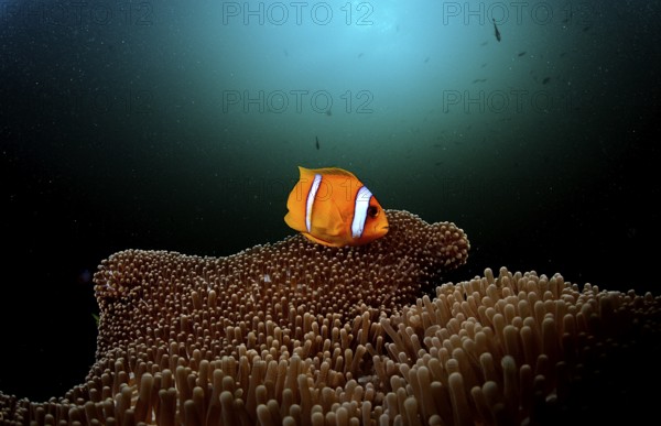 Red Sea Anemonefish, Amphiprion bicinctus, Djibouti, Djibouti, Africa, Afar Triangle, Gulf of Aden,