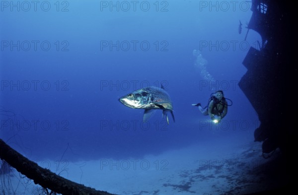 Diver and tarpon on the Hilma Hooker shipwreck, Megalops atlanticus, Netherlands Antilles, Bonaire,