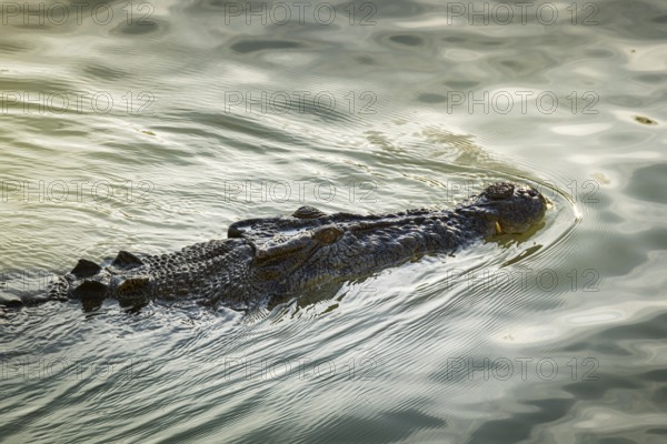 Saltwater crocodile, also known as saltie (Crocodylus porosus) at the Cahill Crossing ford through