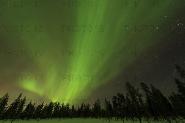 Northern Lights (Aurora borealis) over snowy landscape, Gällivare, Norrbotten, Lapland, Sweden,