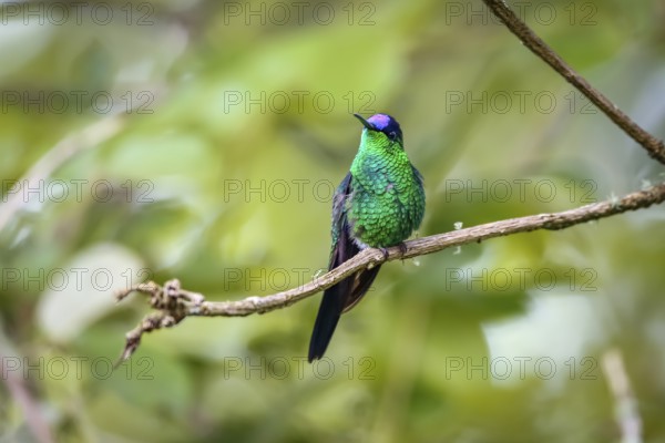 Close-up of a Violet-capped woodnymph perched on a branch against defocused background, front view,