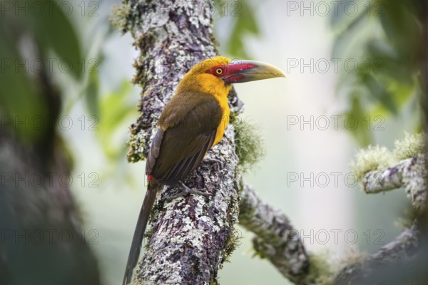 Close-up of a beautiful Saffron toucanet perched on a tree branch against defocused natural