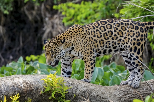 Jaguar standing on a tree trunk against natural background, looking down, Pantanal Wetlands, Mato