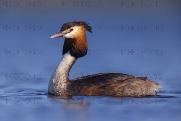 Great Crested Grebe, (Podiceps Scalloped ribbonfish), an animal, floating on the lake, water body,