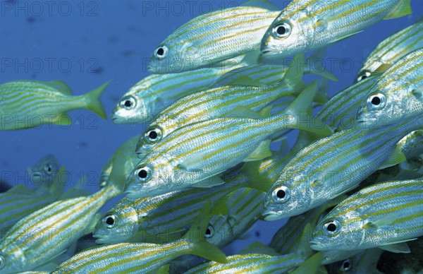 Yellow-striped grunt, Haemulon chrysargyreum, Netherlands Antilles, Bonaire, Caribbean, Caribbean