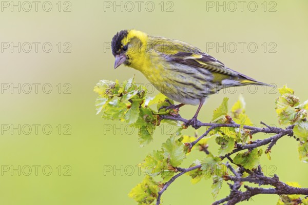 Siskin, (Carduelis spinu), animals, birds, siskin, subfamily of goldfinches, Varanger Bird Park,