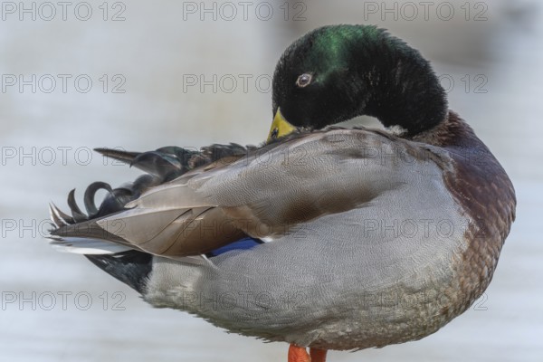 Male mallard duck (Anas platyrhynchos) resting by a river in spring. Bas Rhin, Alsace, France,