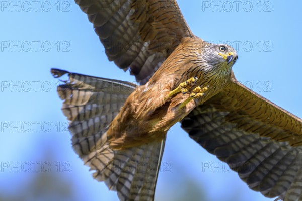 The black kite (Milvus migrans) flies energetically and concentrated against the clear blue sky,