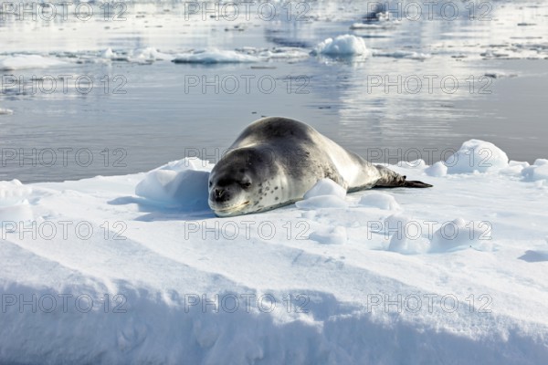 A seal rests on an ice floe in still Arctic waters surrounded by snow, leopard seal (Hydrurga