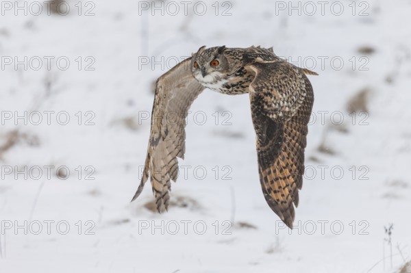 A captive Eurasian eagle owl (Bubo Bubo) at bird of prey nature reserve in winter with snow on the