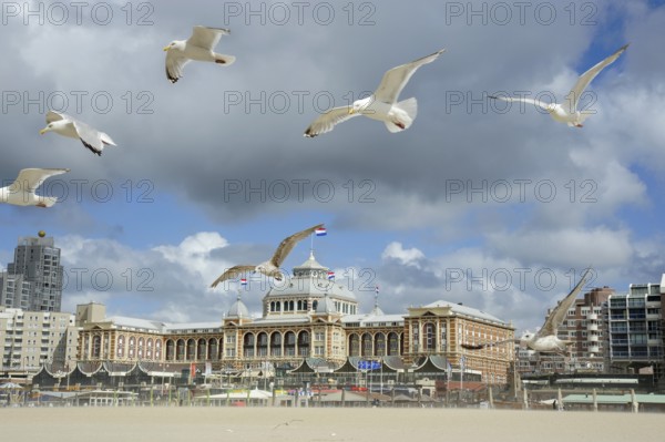 Seagulls on the beach in front of the Steigenberger spa hotel Hotel, Scheveningen, The Hague, Dutch