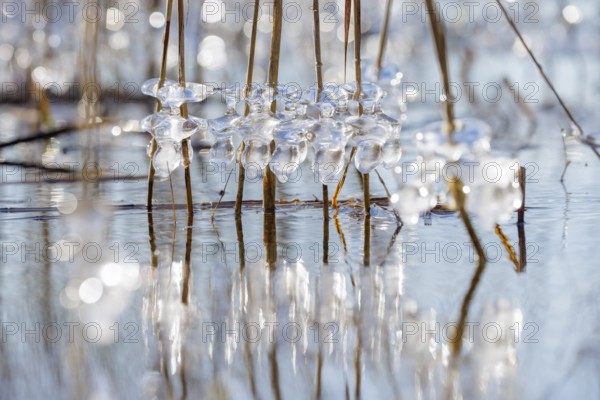 Frozen ice crystals on branches over a wintery body of water in sunlight, Sipplingen, Lake