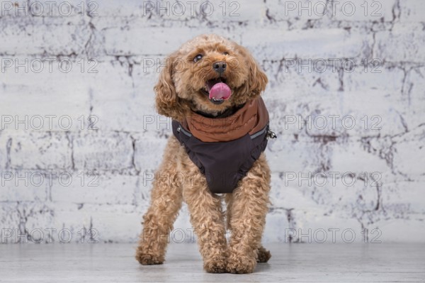 Small funny dog of brown colour with curly hair of toy poodle breed posing in clothes for dogs.