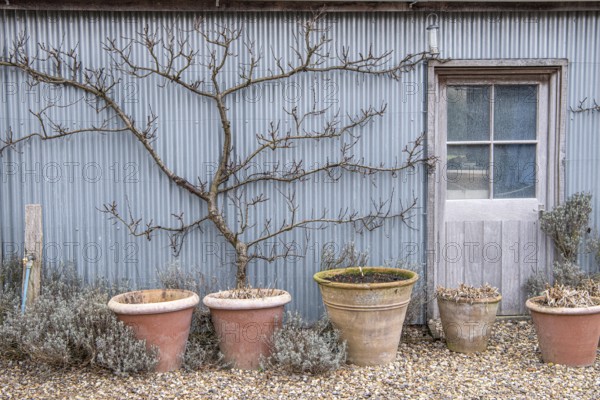 Trellis fruit, apricot (Prunus armeniaca), Cambridge Botanical Garden, Great Britain
