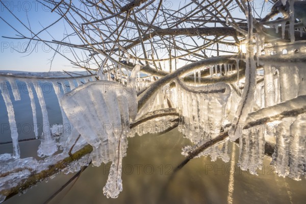Frozen branches with detailed icicles in the sunlight, Niederzell, Reichenau, Lake Constance,