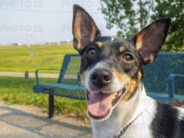 A toy fox terrier dog with short fur stands alert in a park next to a green bench. The dog appears