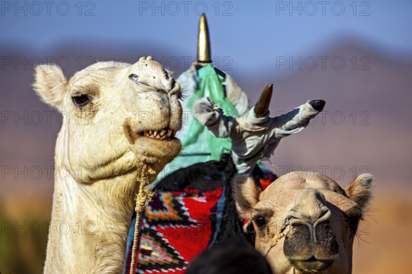 Close-up of two camels with traditional saddle and bright colours in the desert, Tuareg with his