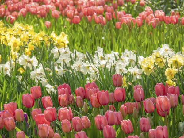 Blooming pink tulips and wild daffodils in a green garden in spring, amsterdam, the netherlands