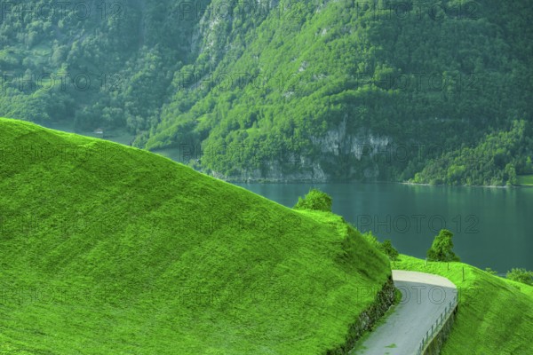 Country road on the side of a green grassy hill, with the lake and swiss forest in the background.