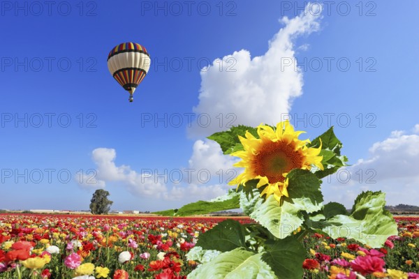The huge multi-colored balloon flies in the cloudy sky over the kibbutz field. The field is sowed