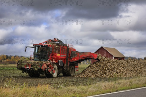 Farmer unloads harvested sugar beet off Holmer Terra Dos T3 beet harvester tank onto a heap on the