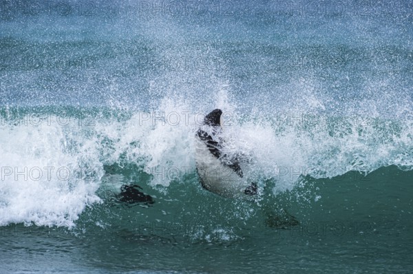Commerson's dolphins (Cephalorhynchus commersonii), also known as Jacobita or Tonina, surfing in a